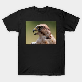 Saker Falcon T-Shirt